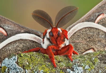 Red Moth