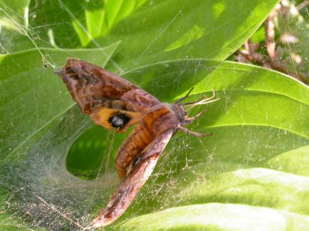Moth stuck in spiderweb