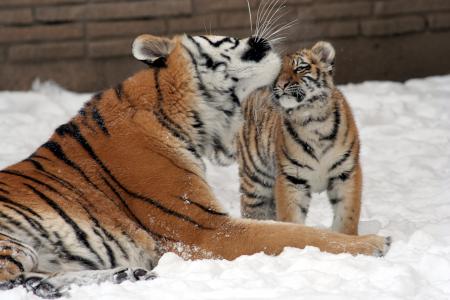 Mother with Cub