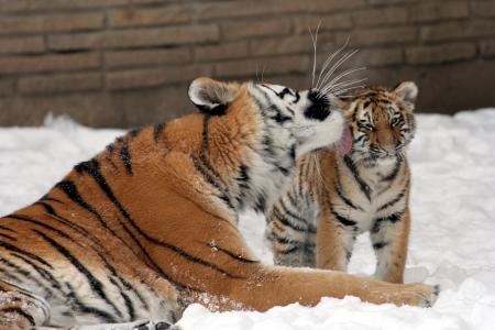 Mother with Cub