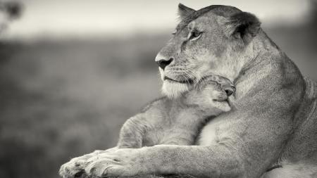 Mother's Love