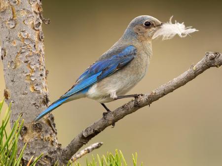 Mountain Bluebirds