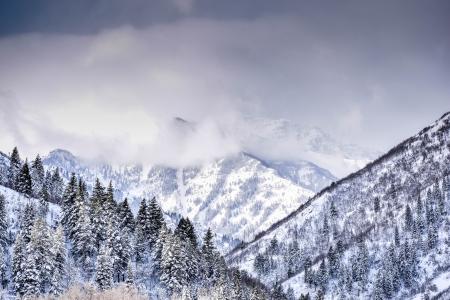 Mountain Covered With Trees and Snow