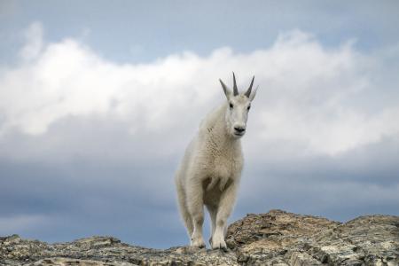 Mountain Goat