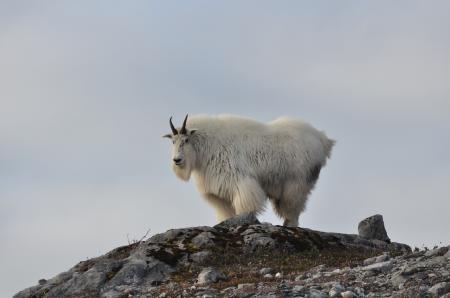 Mountain Goat