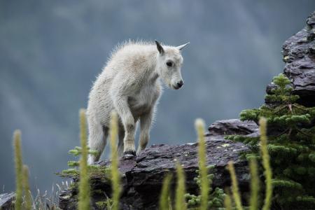 Mountain Goat