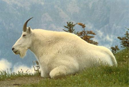 Mountain Goat