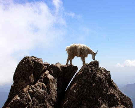 Mountain Goat