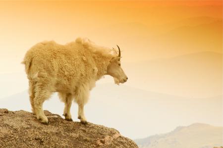 Mountain Goat on a Mountain Edge