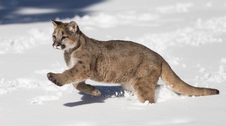 Mountain Lions