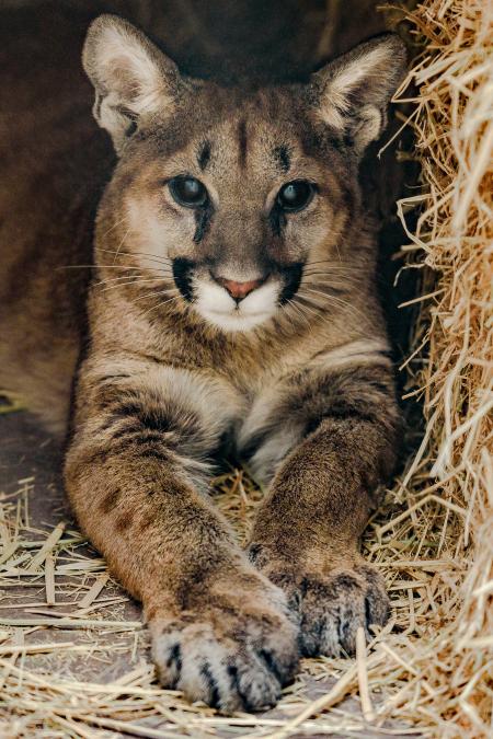 Mountain Lion