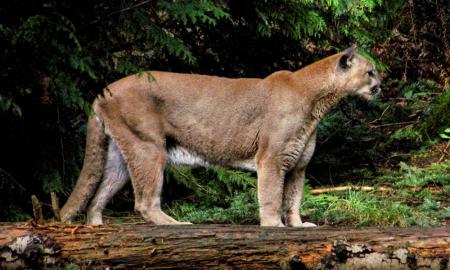 Mountain Lion