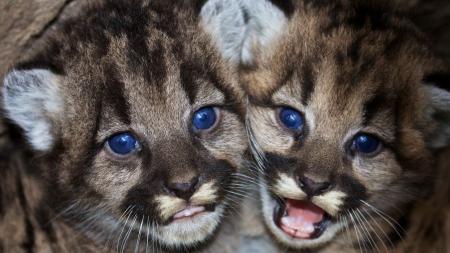 Mountain Lions