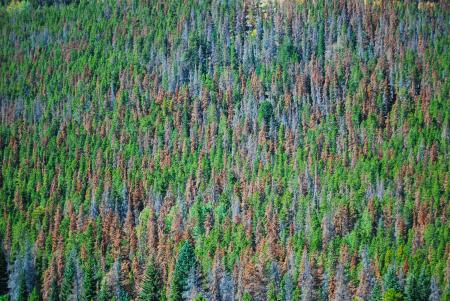 Mountain Pine Beetle Damage