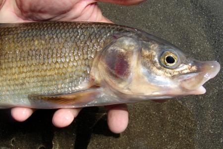 Mountain Whitefish