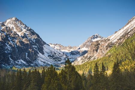 Mountain With Snow and Trees