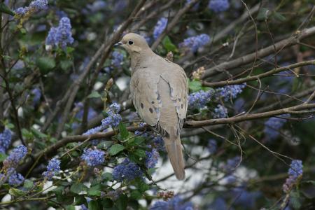 Mourning Doves