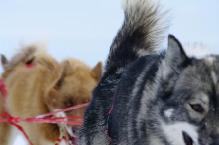 Moutain ride with huskies