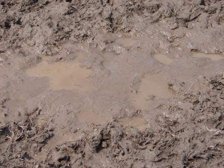 Muddy water