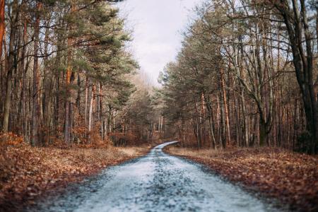 Muddy Road Beside Dry Leaves during Daytime