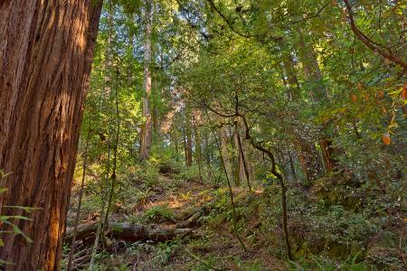 Muir Woods Scenery - HDR