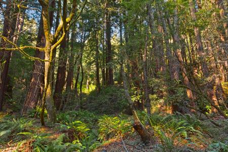 Muir Woods Scenery - HDR