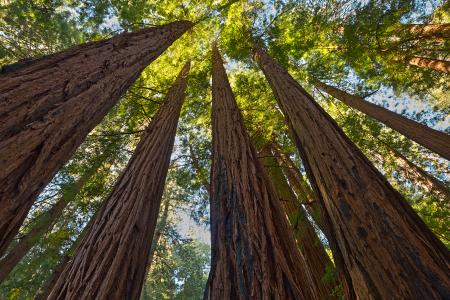 Muir Woods Scenery - HDR