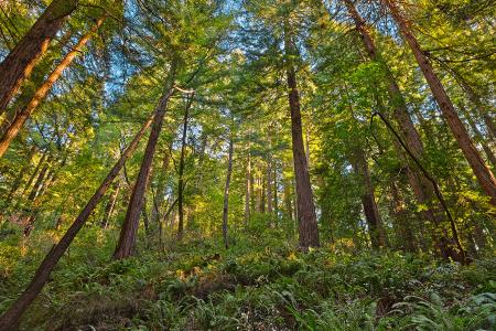 Muir Woods Scenery - HDR