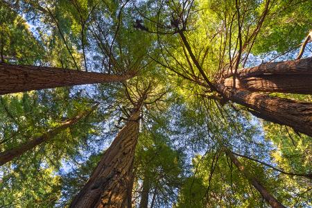 Muir Woods Scenery - HDR