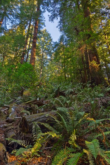 Muir Woods Scenery - HDR