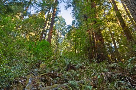 Muir Woods Scenery - HDR