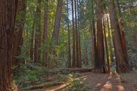 Muir Woods Scenery - HDR