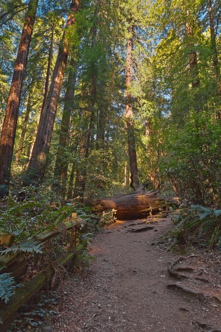 Muir Woods Trail - HDR