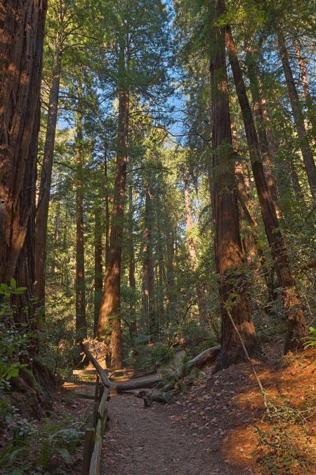 Muir Woods Trail - HDR