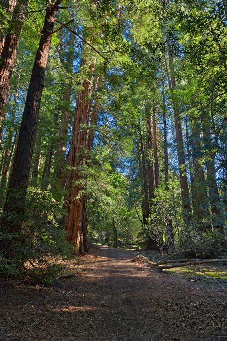 Muir Woods Trail - HDR