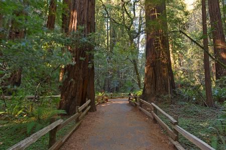 Muir Woods Trail - HDR