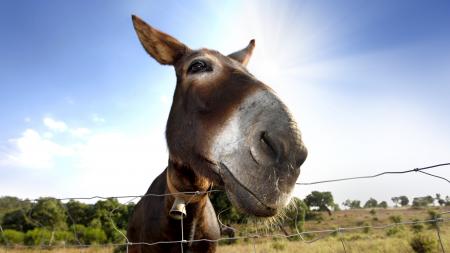 Mule Closeup