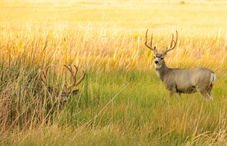 Mule Deer