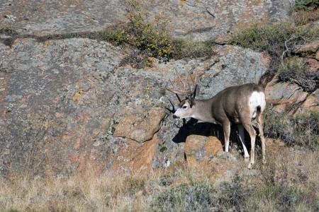 Mule Deer