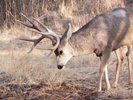 Mule Deer