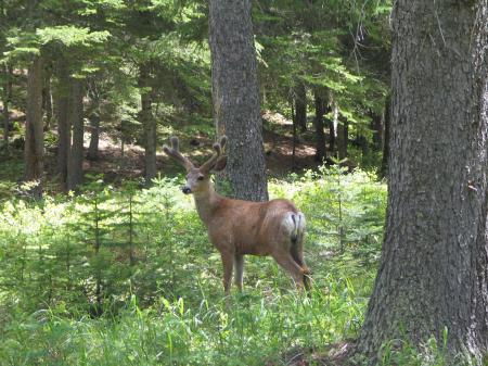 Mule Deer in the Jungle