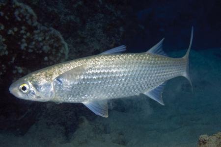 Mullet Fish
