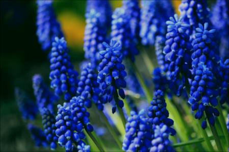 Muscari