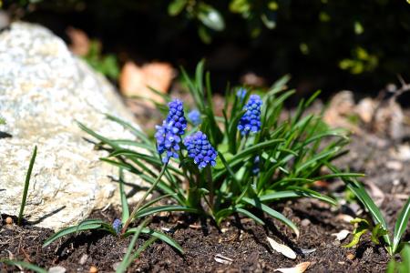 Muscari