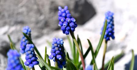 Muscari