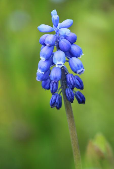 Muscari