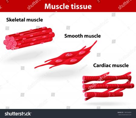 Muscle tissue
