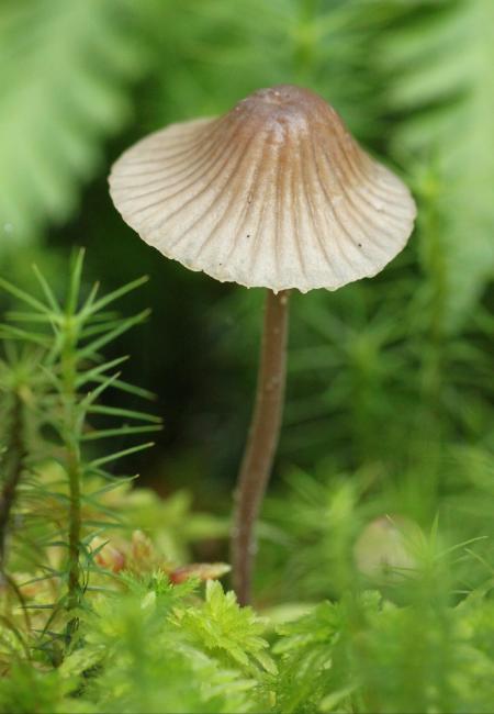 Mushroom