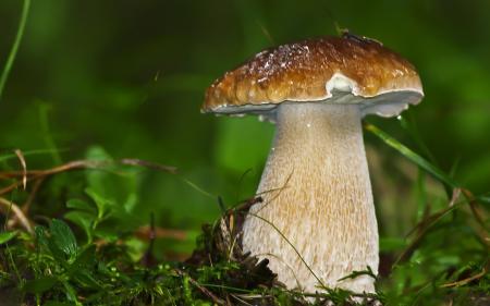 Mushroom Closeup