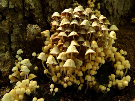 Mushroom Colony